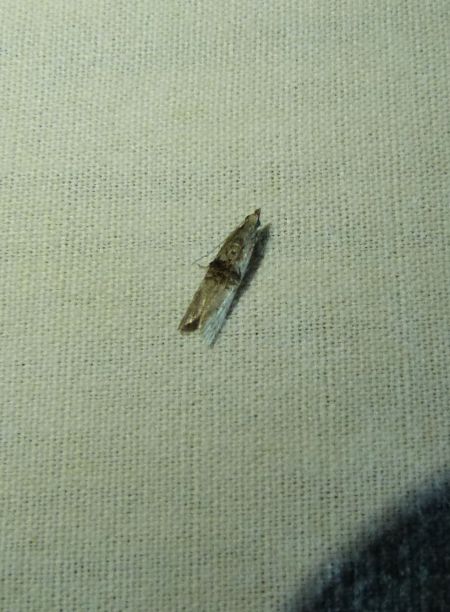Nephopterix angustella  - Sylvain Lethuillier