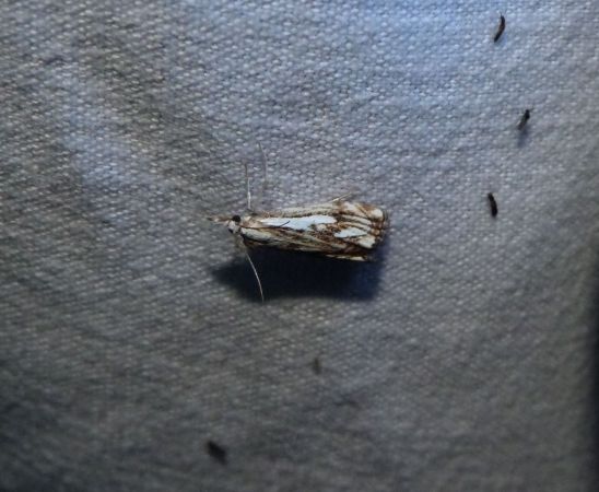 Catoptria falsella  - Sylvain Lethuillier