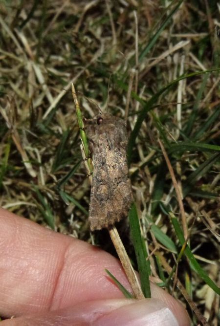 Luperina testacea  - Sylvain Lethuillier