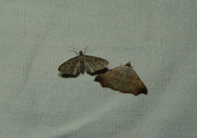 Eupithecia pusillata  - Sylvain Lethuillier
