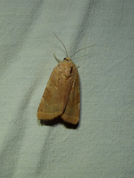 Noctua fimbriata  - Sylvain Lethuillier