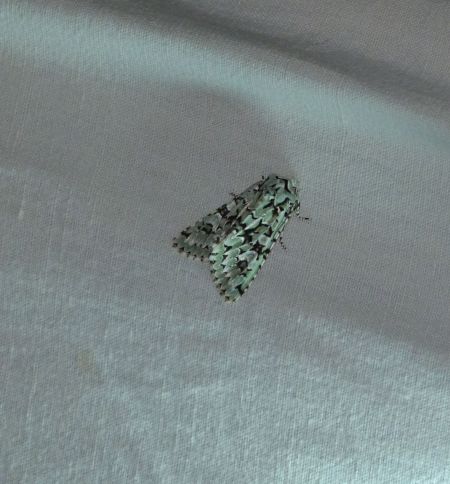 Griposia aprilina  - Sylvain Lethuillier