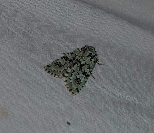 Griposia aprilina  - Sylvain Lethuillier