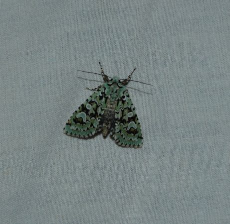 Griposia aprilina  - Sylvain Lethuillier