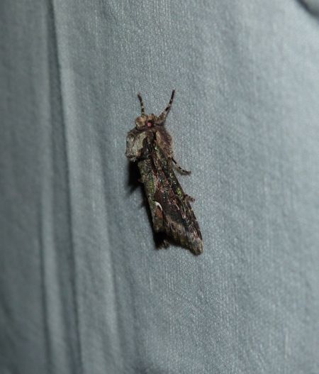 Allophyes oxyacanthae  - Sylvain Lethuillier
