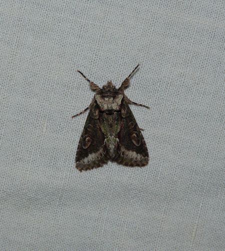 Allophyes oxyacanthae  - Sylvain Lethuillier