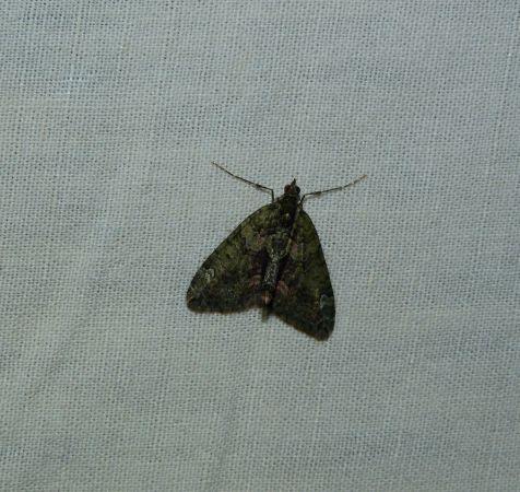 Chloroclysta siterata  - Sylvain Lethuillier