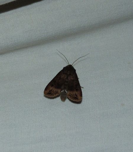 Noctuelle baignée  - Sylvain Lethuillier