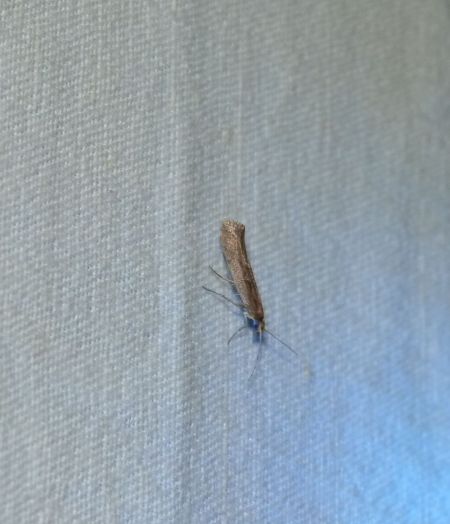 Plutella xylostella  - Sylvain Lethuillier