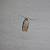 Agonopterix nervosa  - Sylvain Lethuillier