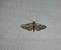 Eupithecia pusillata  - Sylvain Lethuillier