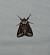 Allophyes oxyacanthae  - Sylvain Lethuillier