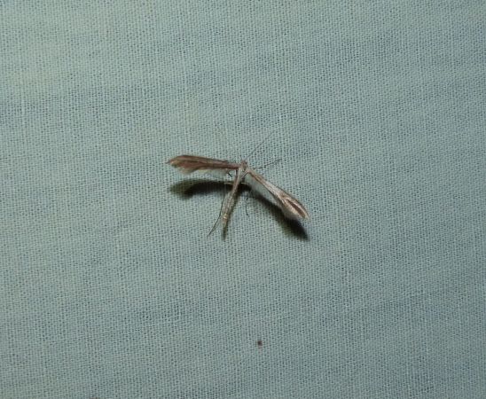 Emmelina monodactyla  - Sylvain Lethuillier