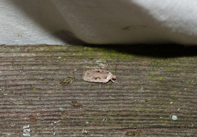 Agonopterix ocellana  - Sylvain Lethuillier