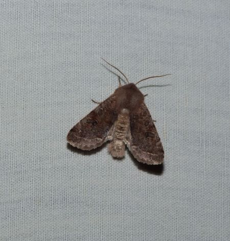 Orthosia incerta  - Sylvain Lethuillier