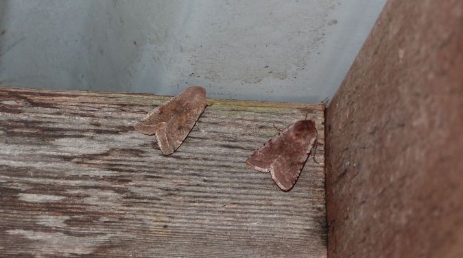 Cerastis rubricosa  - Sylvain Lethuillier