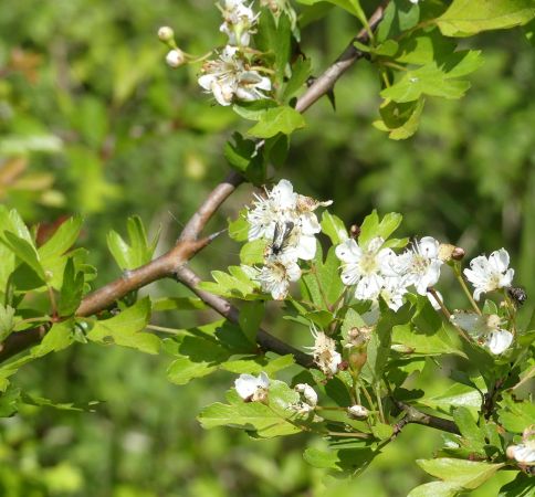 Adela reaumurella  - Sylvain Lethuillier