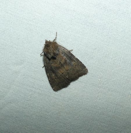 Rusina ferruginea  - Sylvain Lethuillier