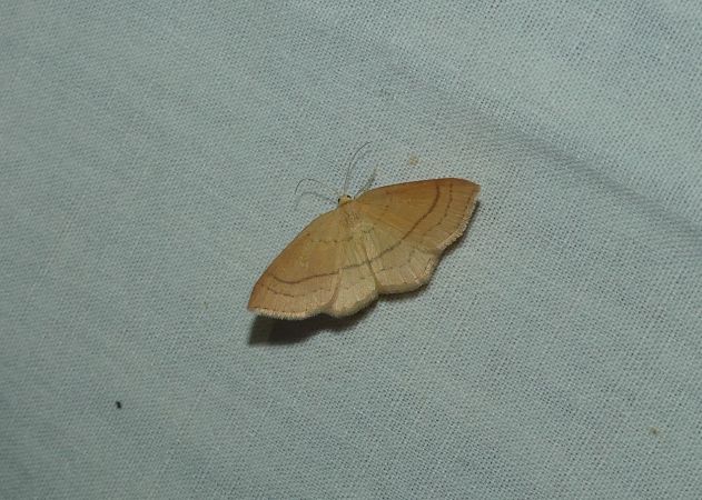 Cyclophora linearia  - Sylvain Lethuillier