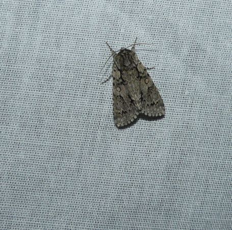 Acronicta auricoma  - Sylvain Lethuillier