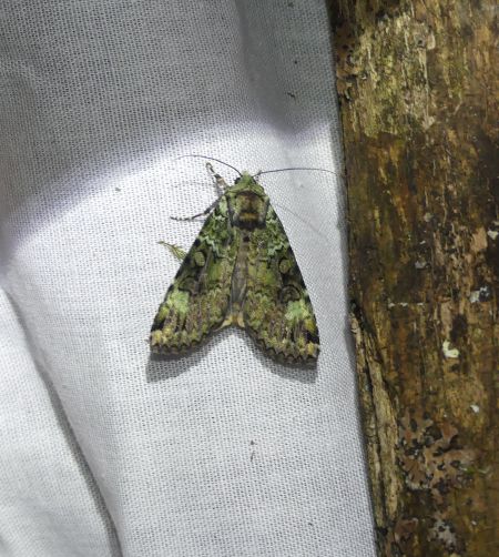 Anaplectoides prasina  - Sylvain Lethuillier