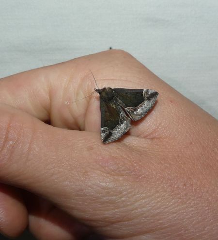Hypena crassalis  - Sylvain Lethuillier