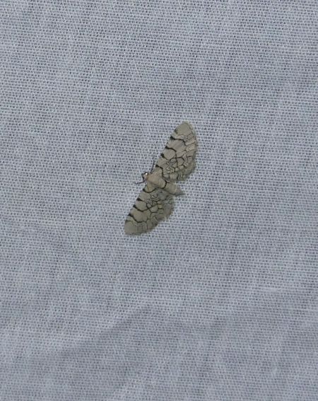 Eupithecia venosata  - Sylvain Lethuillier