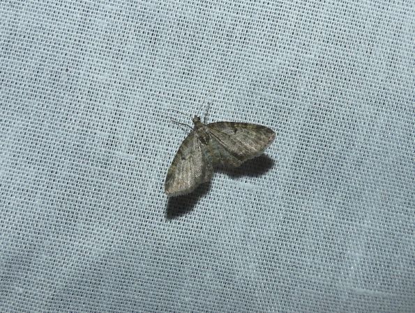 Eupithecia pusillata  - Sylvain Lethuillier