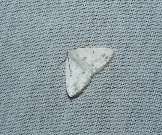 Lomographa temerata  - Sylvain Lethuillier