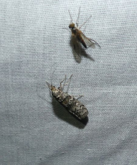 Dioryctria abietella  - Sylvain Lethuillier