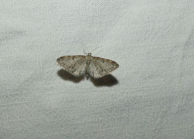 Eupithecia virgaureata  - Sylvain Lethuillier