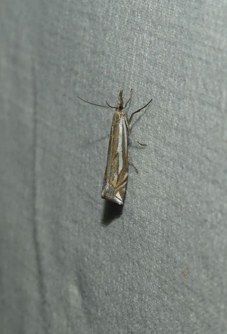 Crambus pratella  - Sylvain Lethuillier