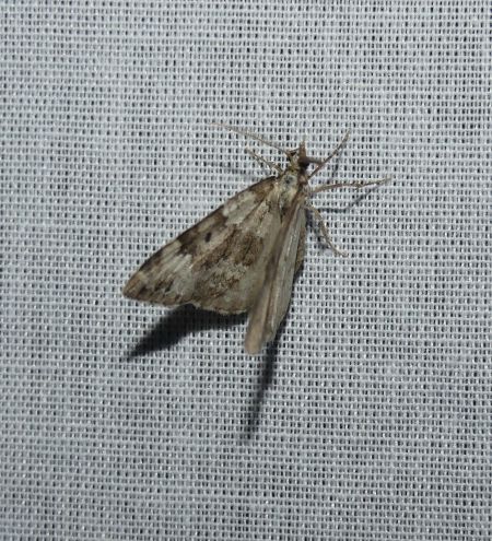 Colostygia aptata  - Sylvain Lethuillier