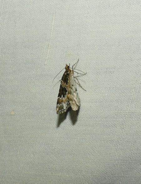 Electrophaes corylata  - Sylvain Lethuillier