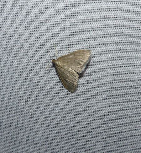 Anania fuscalis  - Sylvain Lethuillier