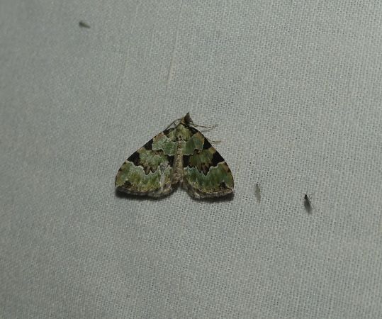 Colostygia pectinataria  - Sylvain Lethuillier