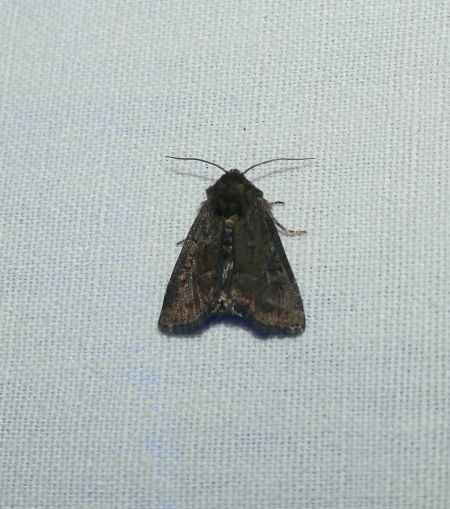 Oligia sp.  - Sylvain Lethuillier
