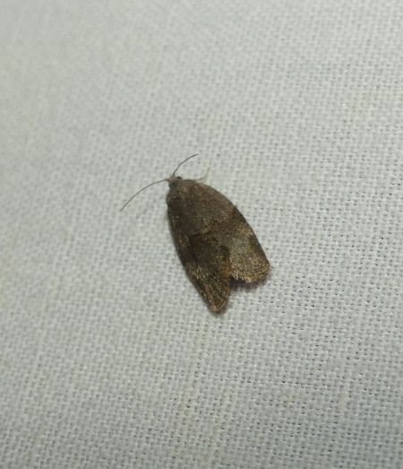 Syndemis musculana  - Sylvain Lethuillier