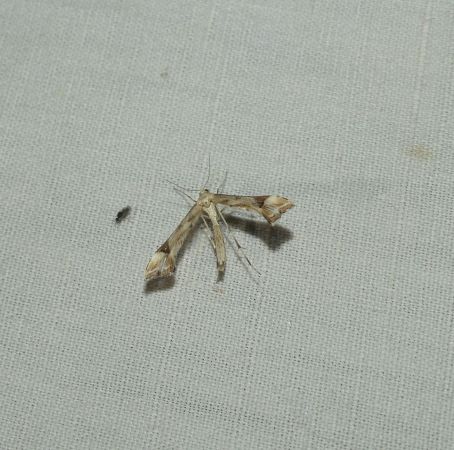 Platyptilia sp.  - Sylvain Lethuillier