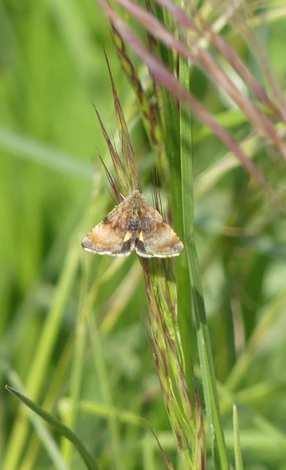 Panemeria tenebrata  - Sylvain Lethuillier