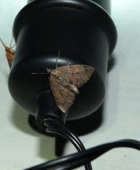 Thera obeliscata  - Sylvain Lethuillier