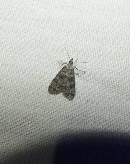Eudonia lacustrata  - Sylvain Lethuillier