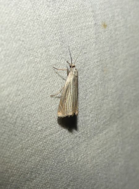 Crambus des jardins  - Sylvain Lethuillier