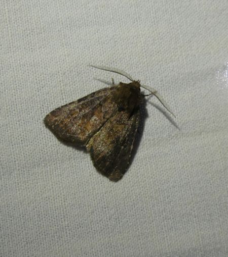 Rusina ferruginea  - Sylvain Lethuillier