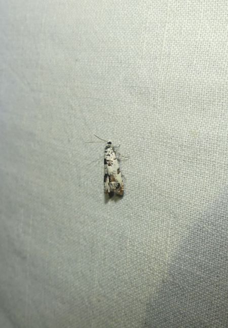 Eucosma campoliliana  - Sylvain Lethuillier