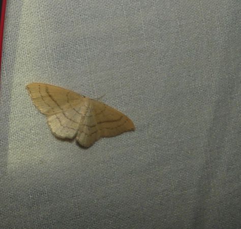 Cyclophora linearia  - Sylvain Lethuillier