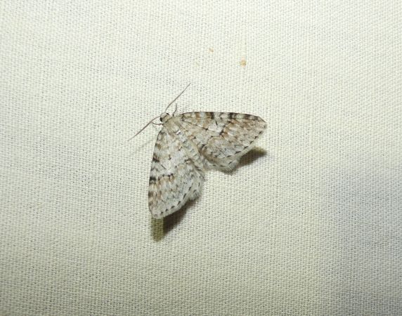 Venusia cambrica  - Sylvain Lethuillier
