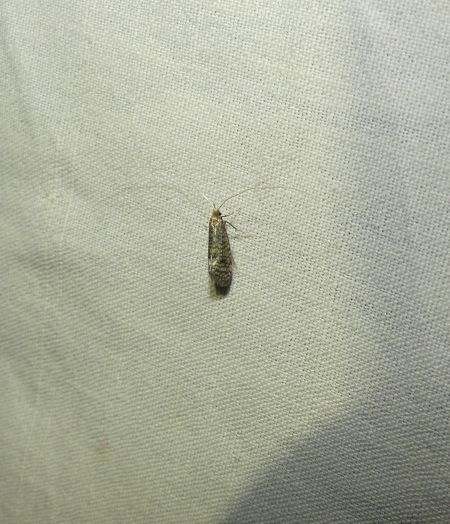 Nematopogon robertella  - Sylvain Lethuillier