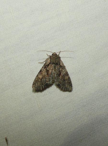 Lacanobia thalassina  - Sylvain Lethuillier