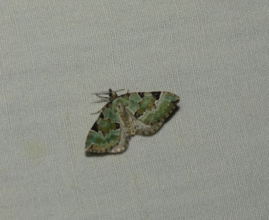 Colostygia pectinataria  - Sylvain Lethuillier